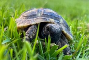 Verdwijningsalarm Schildpad Mannetje , 2025 jaar Chigny Zwitserland