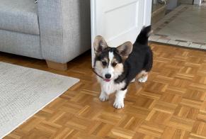 Ontdekkingsalarm Hond  Mannetje Plan-les-Ouates Zwitserland