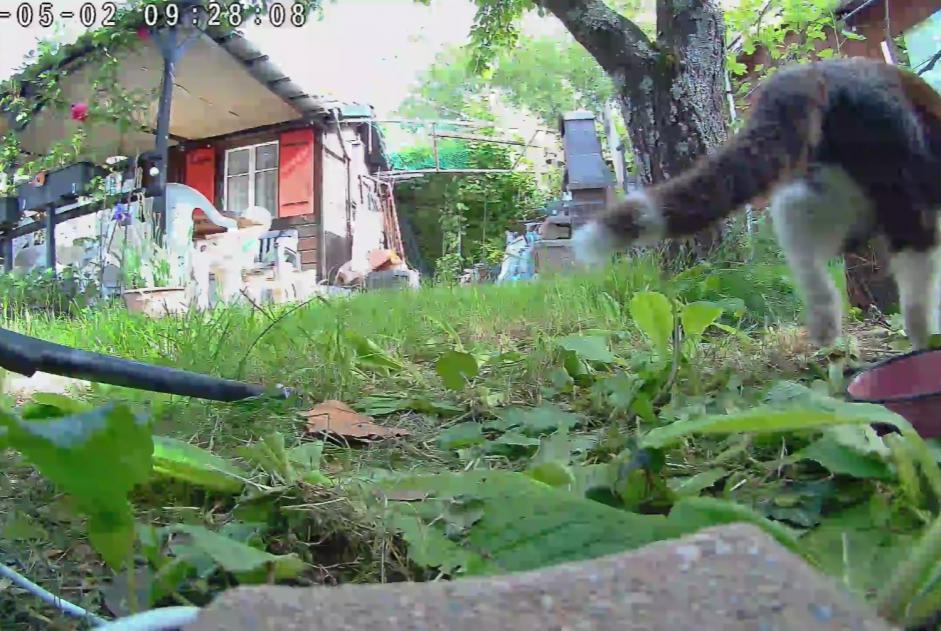 Ontdekkingsalarm Kat Vrouwtje Vernier Zwitserland