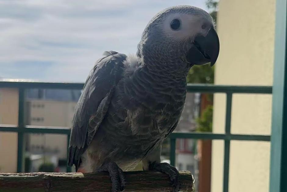 Vogel Vermist in Lausanne (Vaud, Zwitserland)  - Verdwijning Pet Alert melding nr. 375947