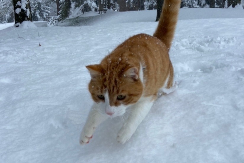 Alerta desaparecimento Gato Macho , 8 anos Fribourg Switzerland