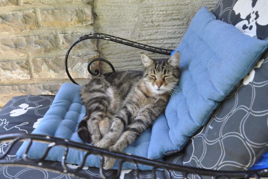 Alerta desaparecimento Gato Macho , 13 anos Blonay - Saint-Légier Switzerland