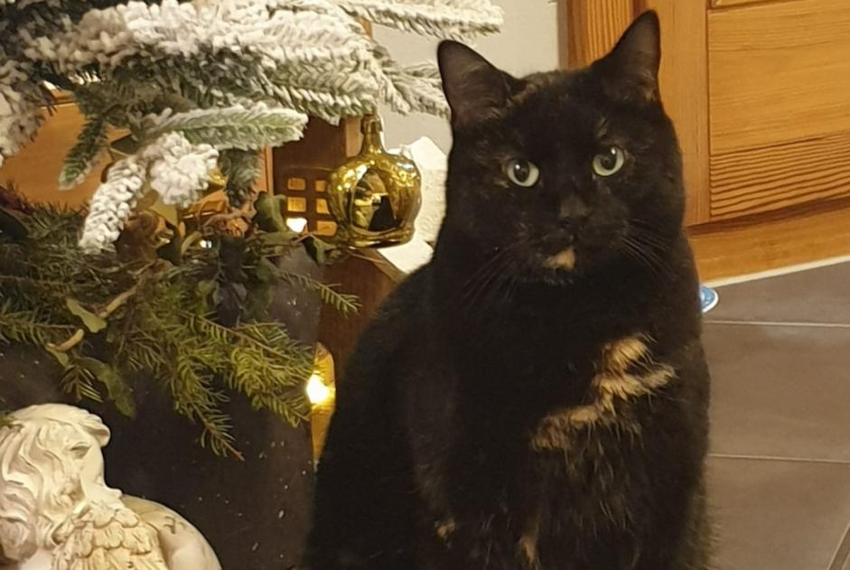 Alerta desaparecimento Gato Fêmea , 7 anos Broc Switzerland