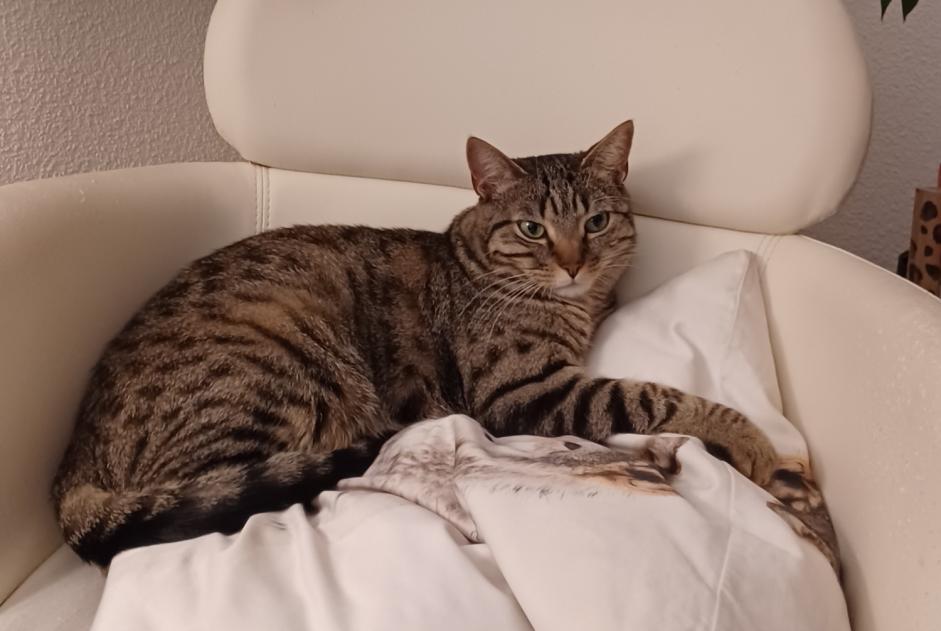 Alerta desaparecimento Gato Macho , 4 anos Fribourg Switzerland