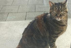 Alerta descoberta Gato cruzamento Fêmea Romont Switzerland