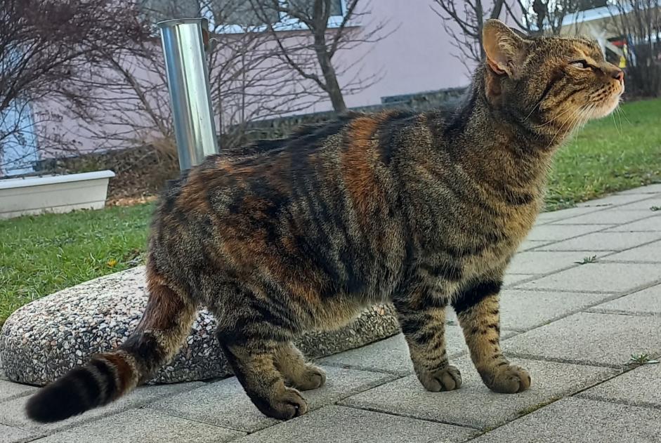 Alerta descoberta Gato cruzamento Fêmea Romont Switzerland