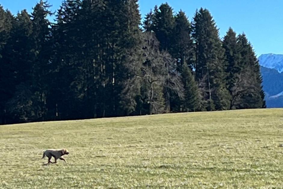 Alerta descoberta Cão Desconhecido Riaz Switzerland