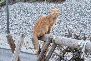 Alerta desaparecimento Gato Macho , 3 anos Vétroz Switzerland