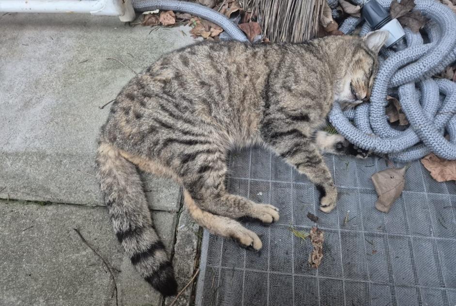 Alerta descoberta Gato cruzamento Macho , 4 anos Moutier Switzerland