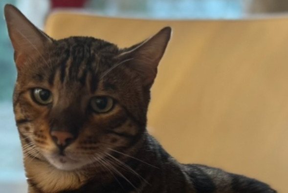 Alerta desaparecimento Gato  Macho , 4 anos Rüschlikon Switzerland