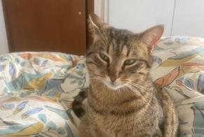 Alerta desaparecimento Gato Fêmea , 2 anos Begnins Switzerland