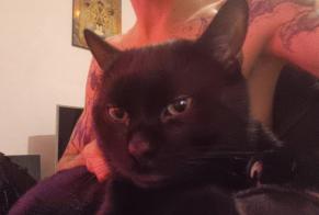 Alerta desaparecimento Gato  Macho , 8 anos Yverdon-les-Bains Switzerland