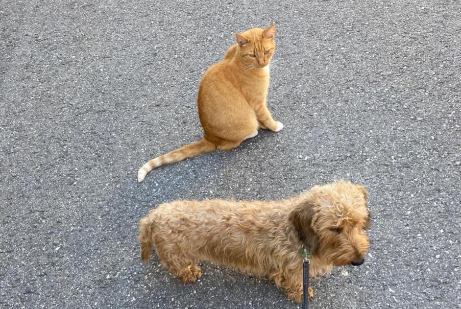 Alerta desaparecimento Gato Macho , 12 anos Nendaz Switzerland