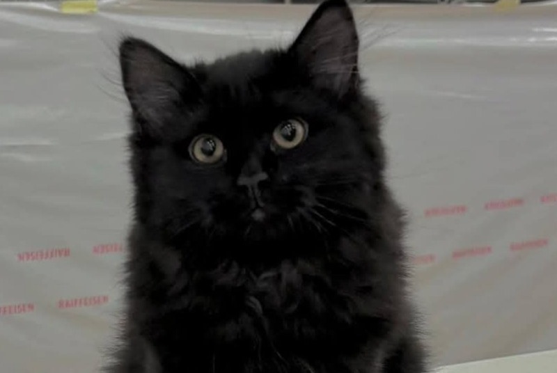 Alerta desaparecimento Gato  Fêmea , 1 anos Epalinges Switzerland
