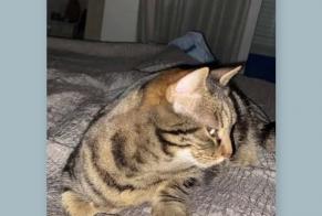 Alerta desaparecimento Gato cruzamento Fêmea , 12 anos Nyon Switzerland