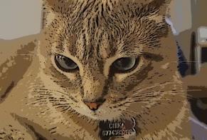 Alerta desaparecimento Gato Fêmea , 5 anos Saint-Prex Switzerland