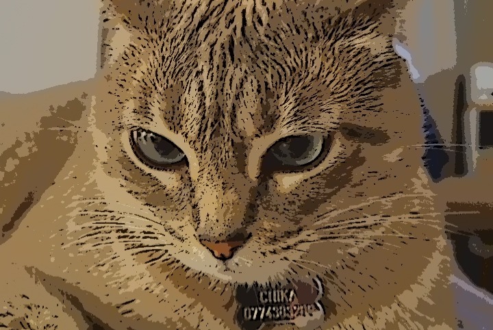 Alerta desaparecimento Gato Fêmea , 5 anos Saint-Prex Switzerland