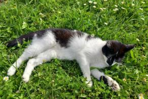 Alerta desaparecimento Gato  Fêmea , 4 anos Eysins Switzerland