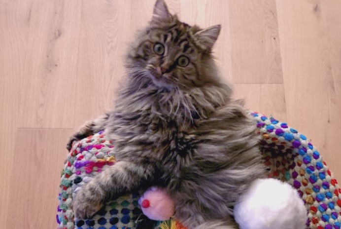 Alerta desaparecimento Gato Fêmea , 1 anos Areuse Switzerland