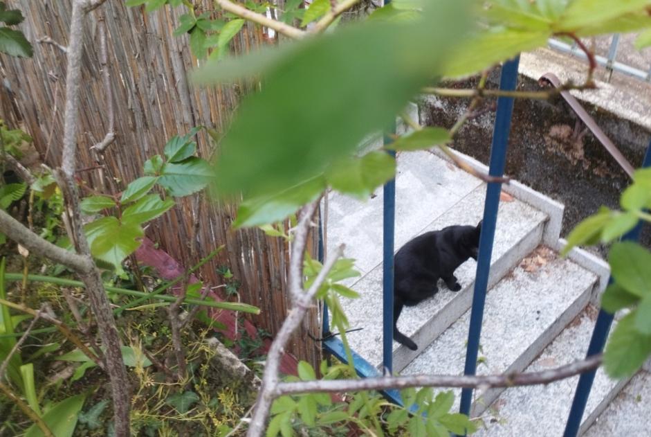 Alerta descoberta Gato Desconhecido Lausanne Switzerland