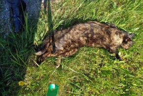 Alerta descoberta Gato Desconhecido , 5 anos Gibloux Switzerland