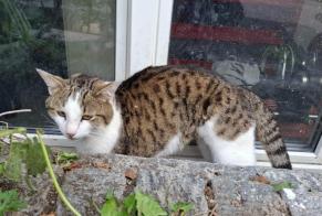 Alerta descoberta Gato Desconhecido Moutier Switzerland