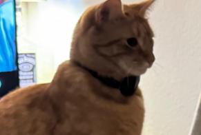 Alerta desaparecimento Gato cruzamento Macho , 3 anos Lausanne Switzerland
