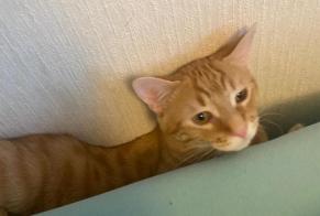 Alerta desaparecimento Gato  Macho , 1 anos Cheseaux-sur-Lausanne Switzerland