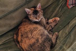 Alerta desaparecimento Gato cruzamento Fêmea , 11 anos Lovatens Switzerland