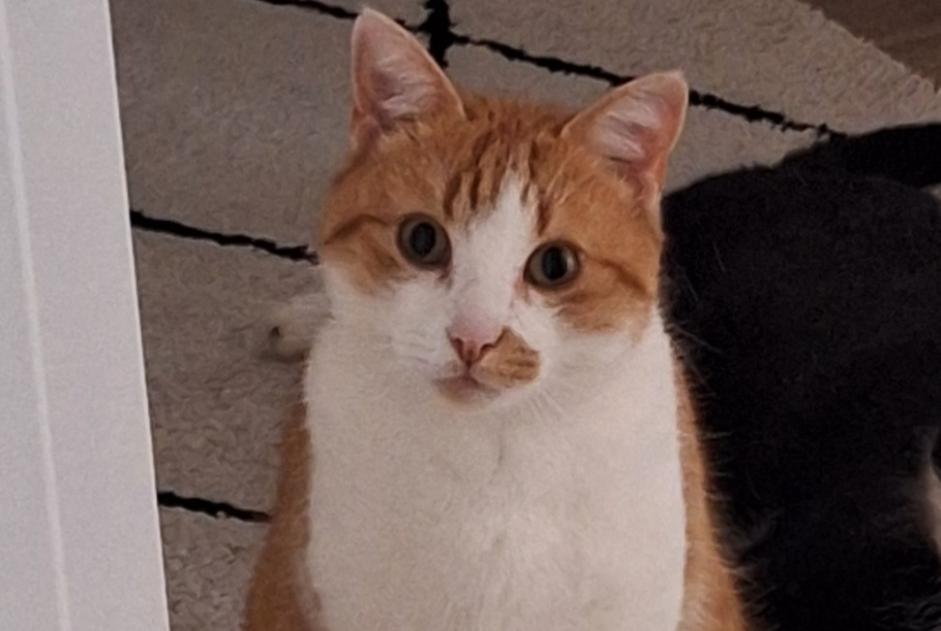 Alerta desaparecimento Gato cruzamento Macho , 5 anos Val-de-Ruz Switzerland