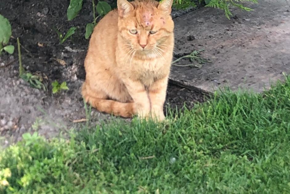 Alerta descoberta Gato cruzamento Desconhecido Fully Switzerland