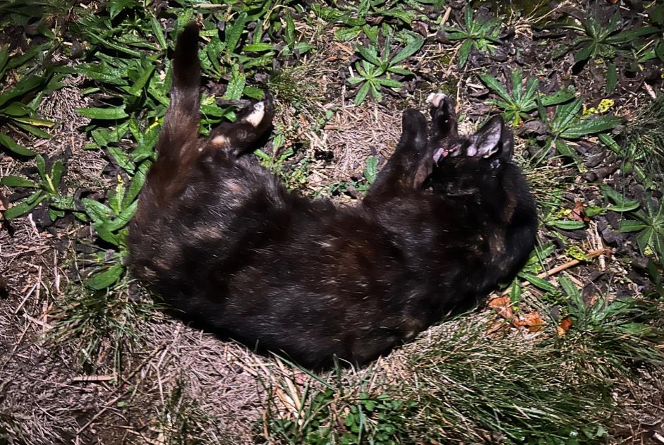 Gato Encontrado em Clos du Doubs (Jura, Switzerland) - alerta descoberta Pet Alert n° 376339 Gato Encontrado em Clos du Doubs (Jura, Switzerland) - alerta descoberta Pet Alert n° 376339