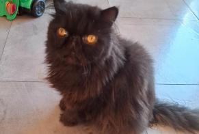 Alerta descoberta Gato  Desconhecido Yverdon-les-Bains Switzerland